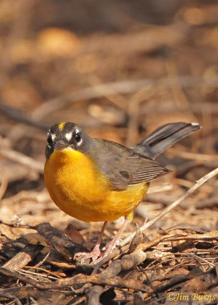 Fan-tailed Warbler facial markings--9926