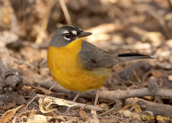 Fan-tailed Warbler portrait--9965