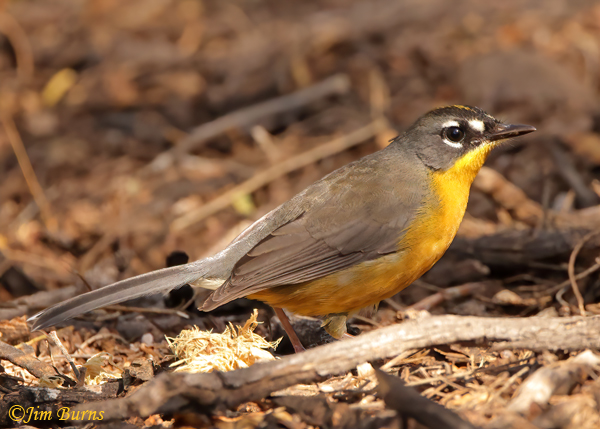 Fan-tailed Warbler #2--9982