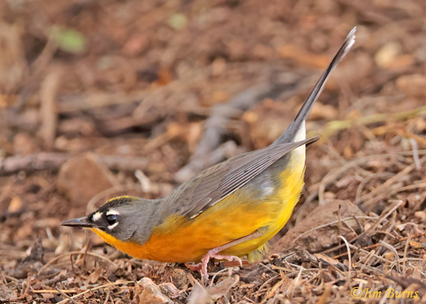 Fan-tailed Warbler searching for bugs--9525