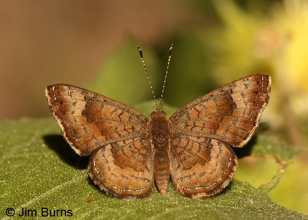 Fatal Metalmark male, Arizona