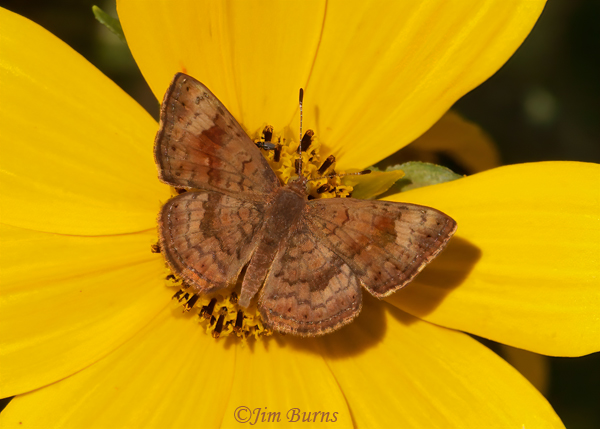 Fatal Metalmark on sunflower with ant, Arizona--4493