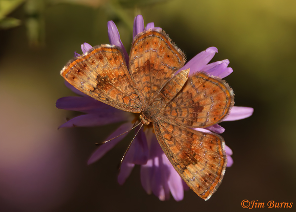 Fatal Metalmark, Arizona--4864