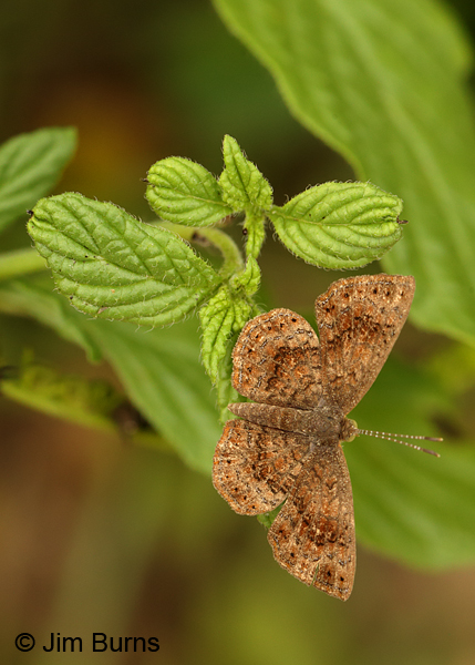 Fatal Metalmark female, Texas