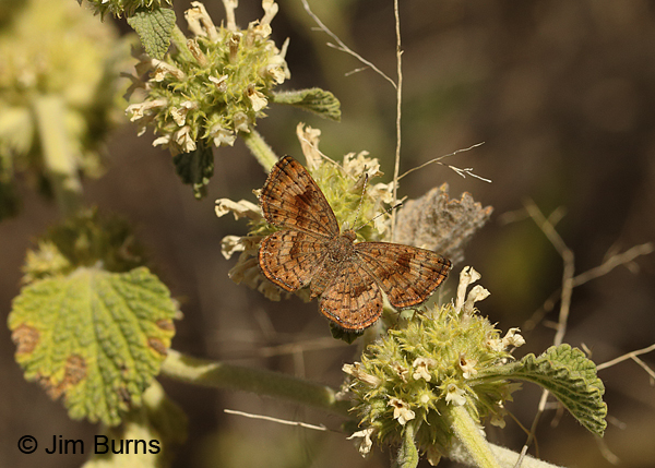Fatal Metalmark male #2, Arizona