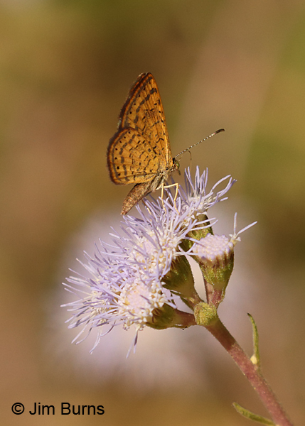 Fatal Metalmark underwing, Arizona