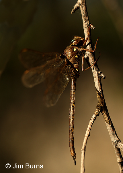 Fawn Darner male, Eau Claire Co., WI, September 2016