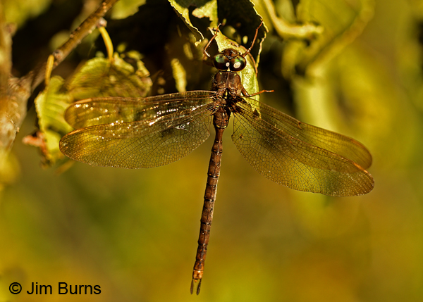 Fawn Darner male dorsal view, Eau Claire Co., WI, September 2016