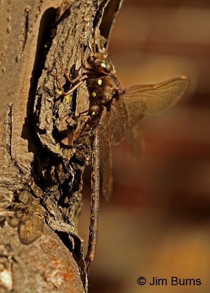 Fawn Darner male lateral view, Eau Claire Co., WI, September 2016