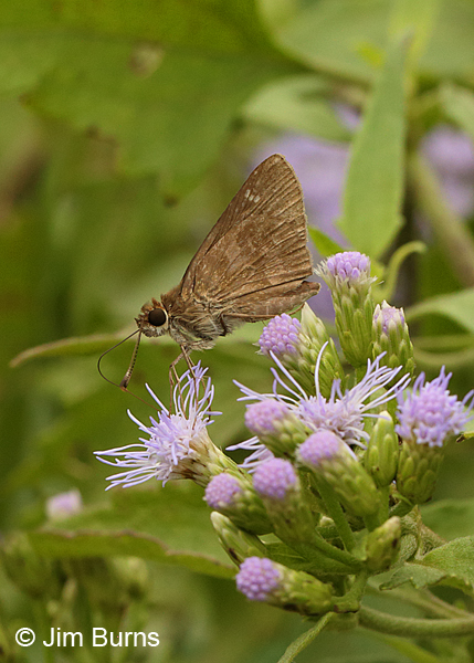 Fawn-spotted Skipper on Crucita, Texas