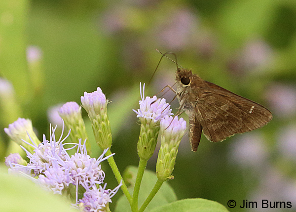 Fawn-spotted Skipper on Crucita, Texas