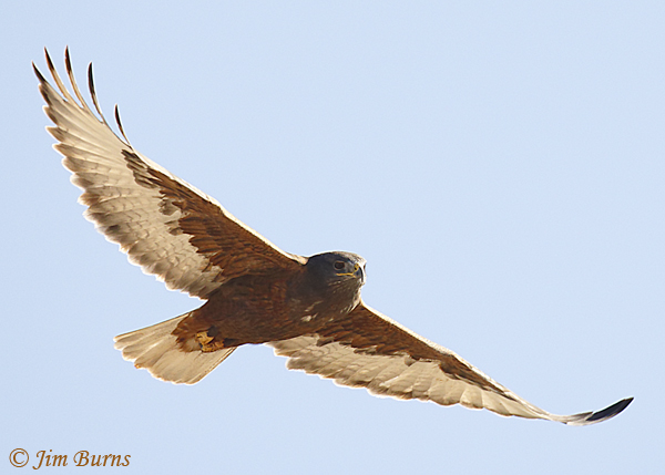 Ferruginous Hawk dark morph ventral flight view #2--6669