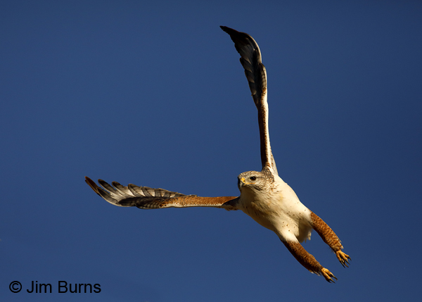 Ferruginous Hawk light morph adult--3025