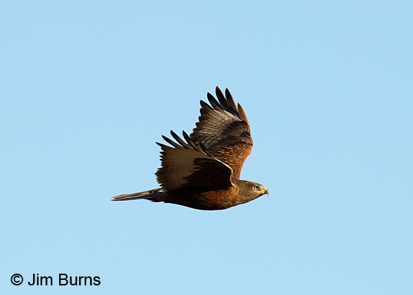 Ferruginous Hawk dark morph adult ventral wing