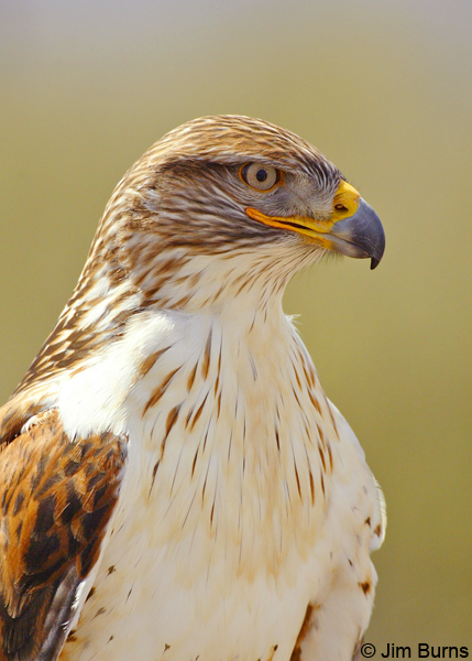 Ferruginous Hawk head shot