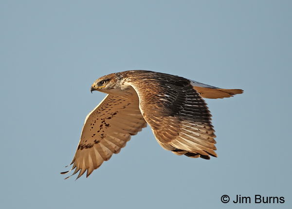 Ferruginous Hawk in flight
