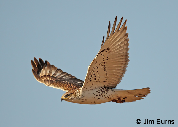 Ferruginous Hawk in flight #2