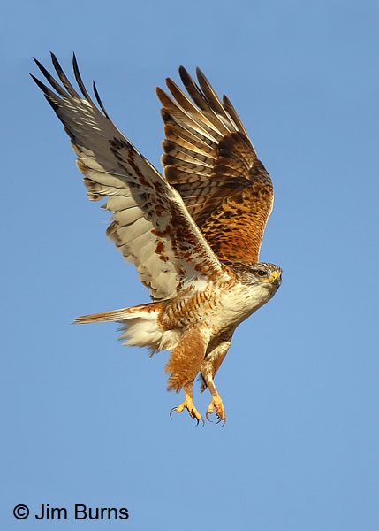 Ferruginous Hawk landing