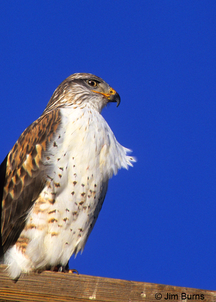Ferruginous Hawk on pole ventral view