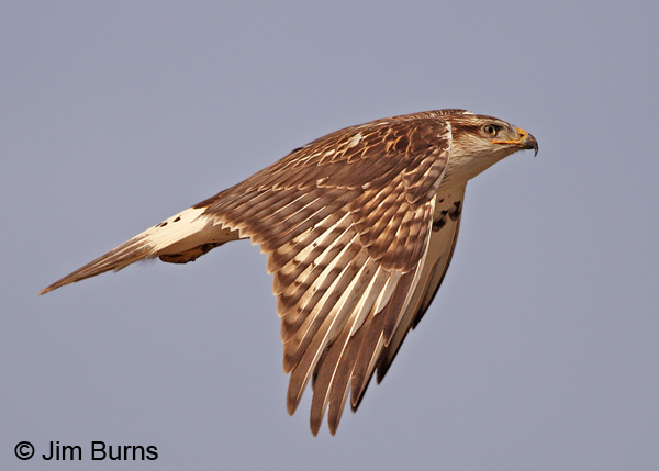 Ferruginous Hawk overwing