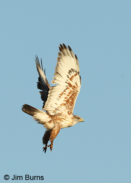 Ferruginous Hawk sunrise