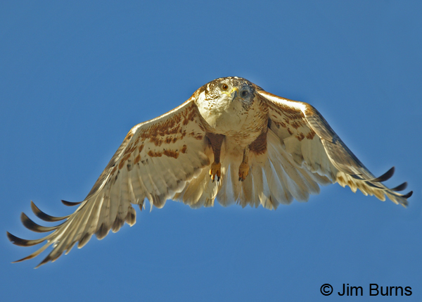 Ferruginous Hawk taking off