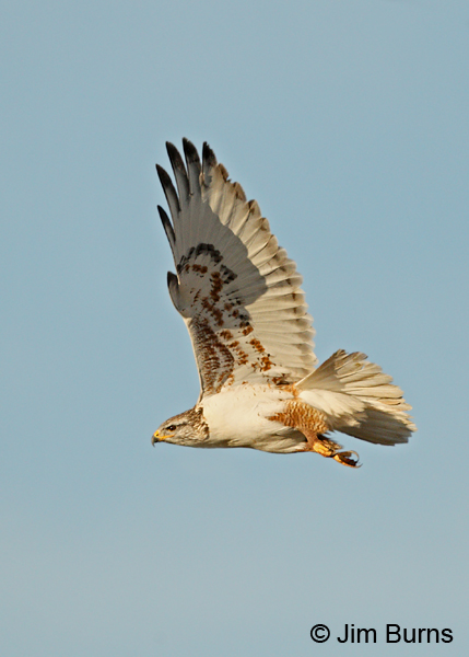 Ferruginous Hawk underwing