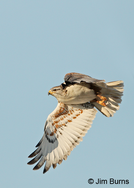 Ferruginous Hawk underwing #2