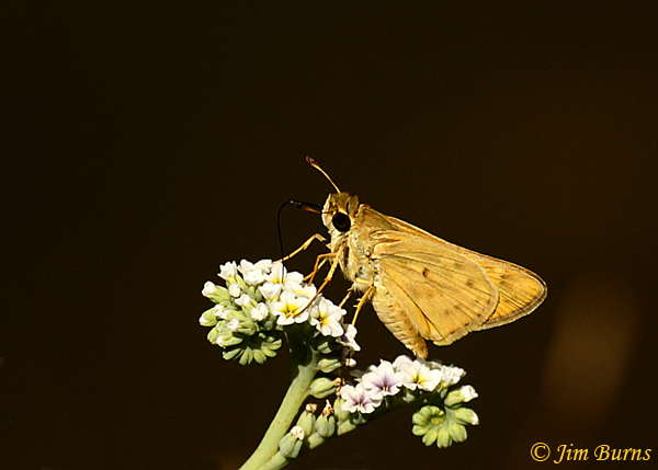 Fiery Skipper female, underwing, Arizona--5763