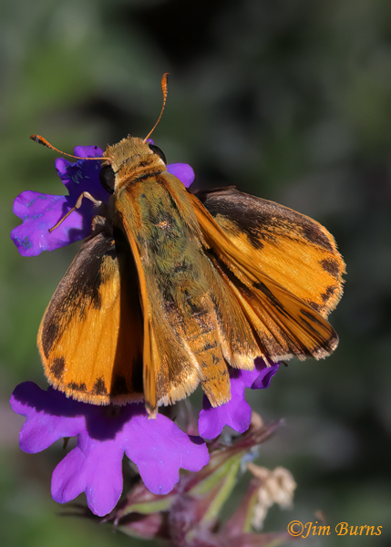 Fiery Skipper male dorsal view, Arizona--5983