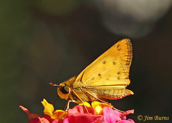 Fiery Skipper male on Lantana, Arizona--6474