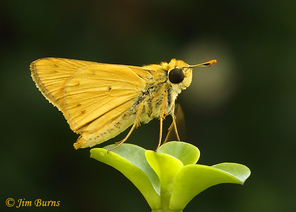 Fiery Skipper male, Arizona--6545