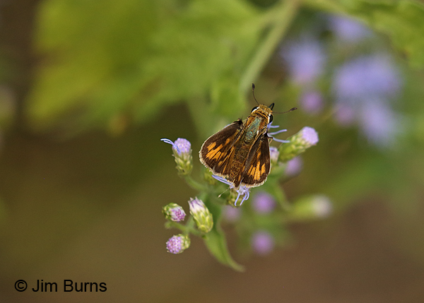 Fiery Skipper female dorsal view, Texas