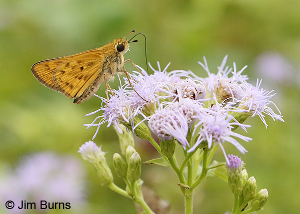 Fiery Skipper female on Crucita, Texas