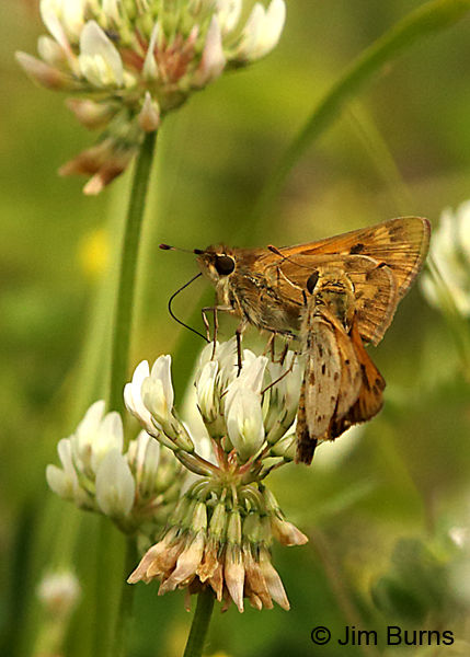 Fiery Skippers, Florida