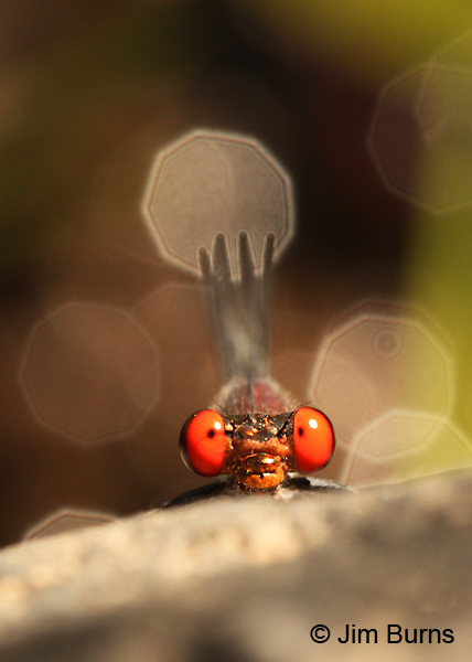 Fiery-eyed Dancer male face shot, Maricopa Co., AZ, October 2012