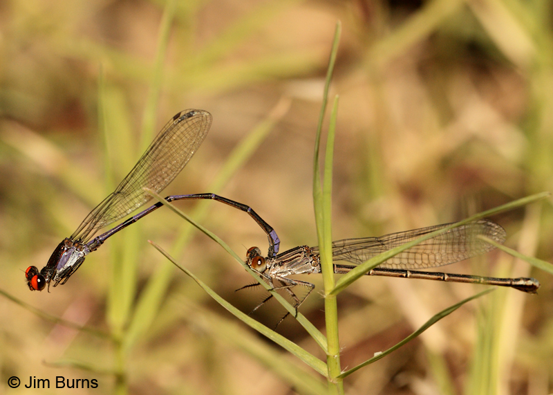 Fiery-eyed Dancer pair in tandem, Maricopa Co., AZ, October 2011