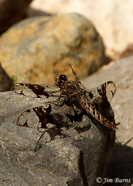 Filigree Skimmer female, Maricopa Co., AZ, May 2019--2924