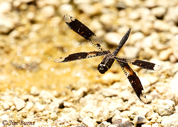 Filigree Skimmer male in flight, Maricopa Co., AZ, June 2019--5707