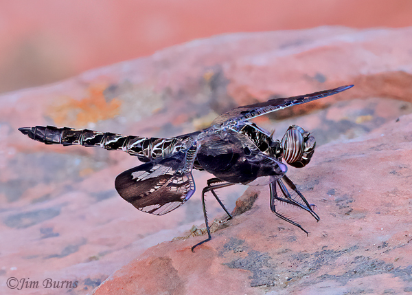 Filigree Skimmer male, Yavapai Co., AZ, July 2023--9360
