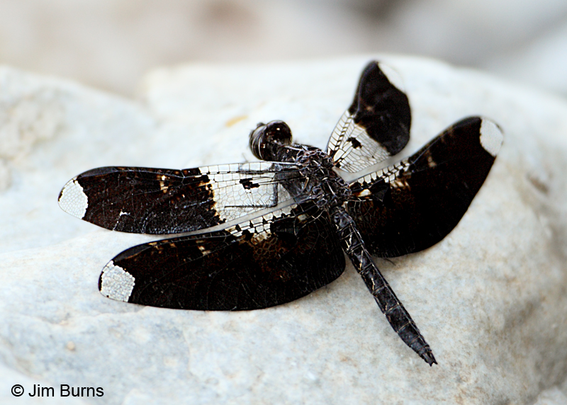Filigree Skimmer male dorsal wing, Pinal Co., AZ, October 2011