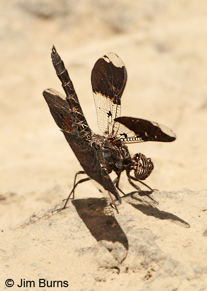 Filigree Skimmer male obelisking, Santa Cruz Co., AZ, June 2012