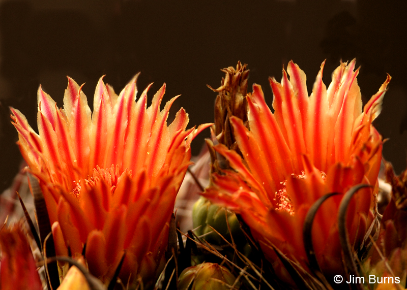Fishhook Barrel Cactus, Arizona