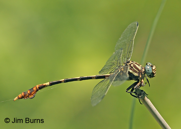 Five-striped Leaftail male, Uvalde Co., TX, August 2013