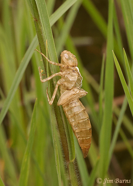 Flame Skimmer exuvia, Maricopa Co., AZ, July 2021--8318