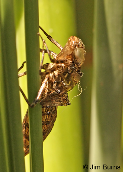 Flame Skimmer exuvia, Maricopa Co., AZ, April 2012