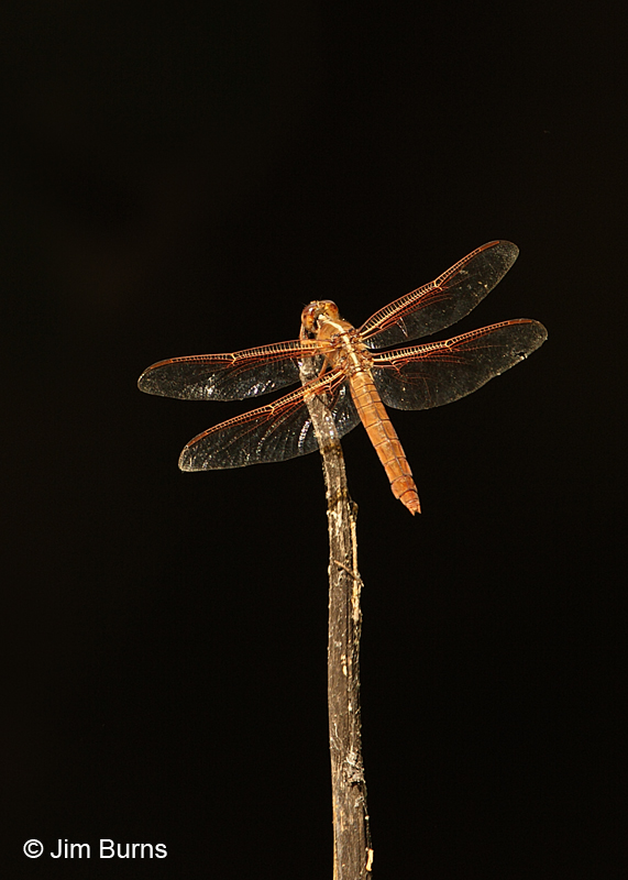 Flame Skimmer female, Coconino Co., AZ, June 2011