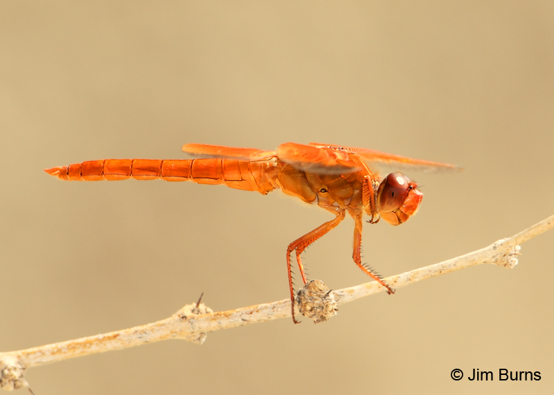 Flame Skimmer male, Pinal Co., AZ, August 2011