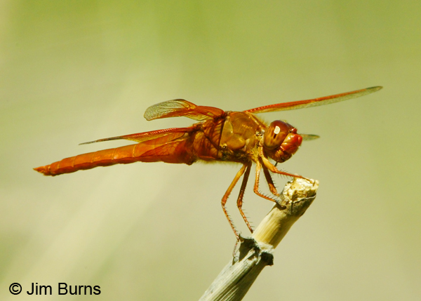 Flame Skimmer male #3, Cochise Co., AZ, June 2005