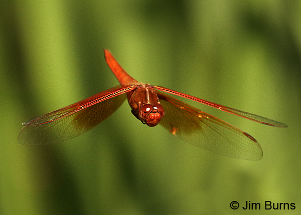 Flame Skimmer male in flight, Maricopa Co., AZ, August 2016